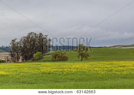 The Yellow Valley I