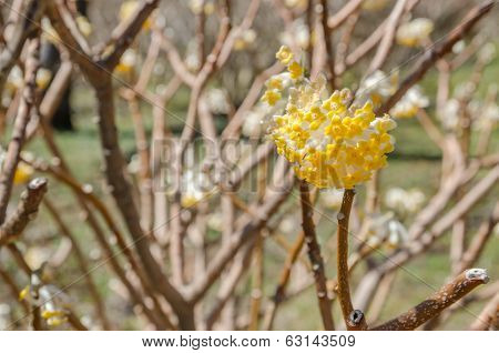 Spring Flowers Series: Oriental Paperbush