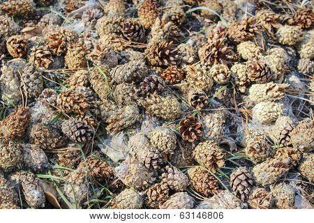 Pine Cones On The Ground