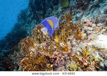 Ocean og Yellowbar Angelfish