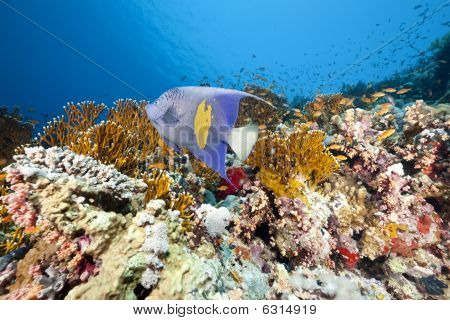 Ocean og Yellowbar Angelfish