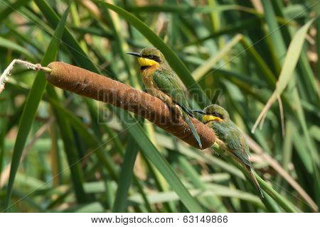 Little Bee-eaters Perched On A Cattail