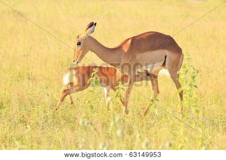 Impala Mother - Wildlife Background from Africa - Nursing Lamb