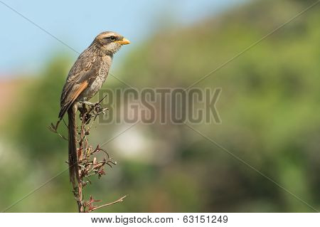 Yellow-billed Shrike Perched On A Branch