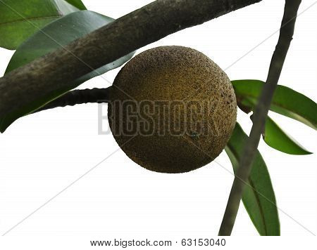 Isolated Sapodilla Plant