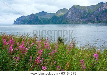 Summer Senja Coast (norway)
