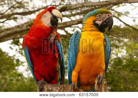 Blue And Yellow Macaw Parrot Sitting On Hand