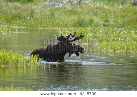 Alces en agua