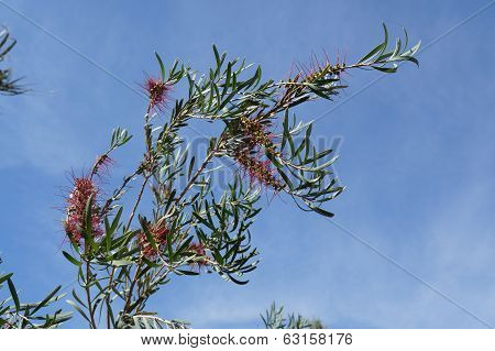 Callistemon blossom