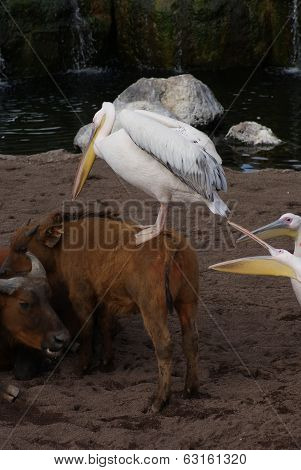 Great White Pelican - Pelecanus Onocrotalus