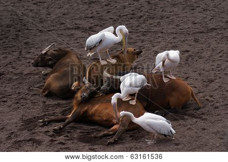Great White Pelican - Pelecanus Onocrotalus