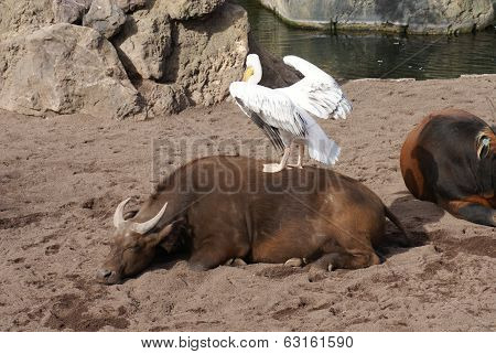 Great White Pelican - Pelecanus Onocrotalus