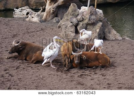 Great White Pelican - Pelecanus Onocrotalus