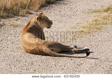 Lioness