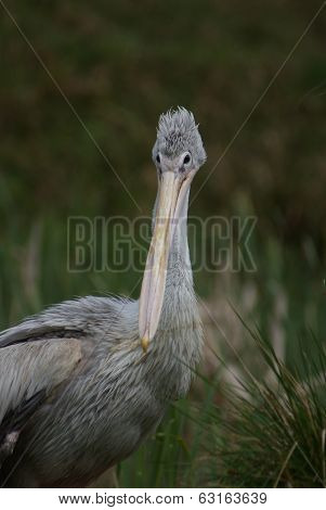 Pink-backed Pelican - Pelecanus Rufescens