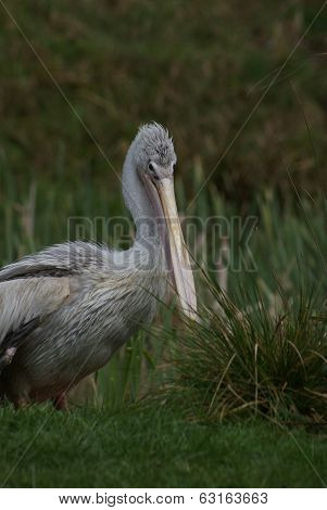 Pink-backed Pelican - Pelecanus Rufescens