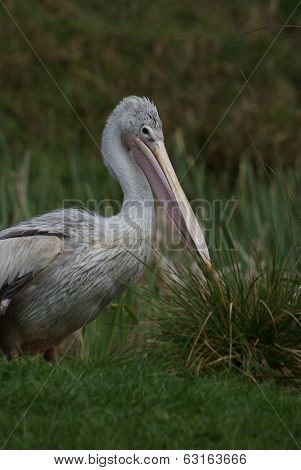 Pink-backed Pelican - Pelecanus Rufescens