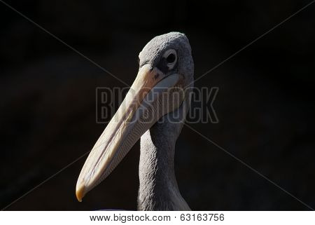 Pink-backed Pelican - Pelecanus Rufescens