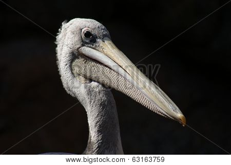 Pink-backed Pelican - Pelecanus Rufescens