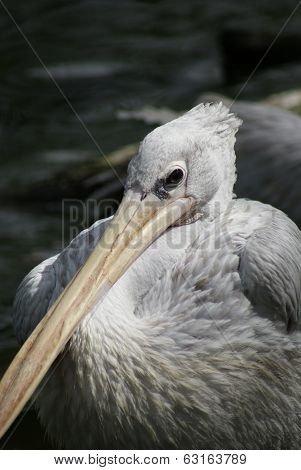 Pink-backed Pelican - Pelecanus Rufescens