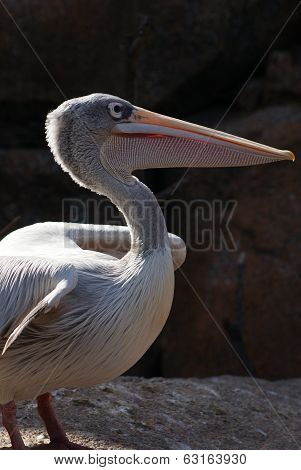 Pink-backed Pelican - Pelecanus Rufescens
