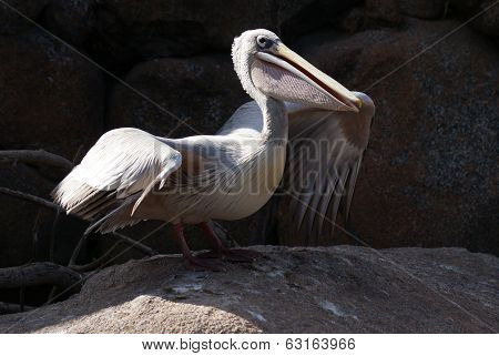 Pink-backed Pelican - Pelecanus Rufescens