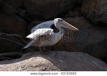 Pink-backed Pelican - Pelecanus Rufescens