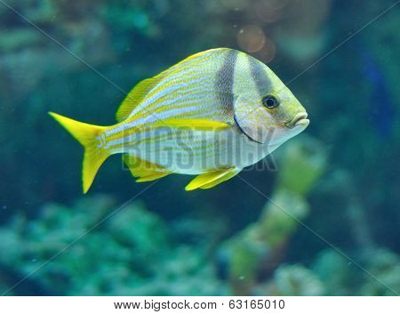 Porkfish Grants