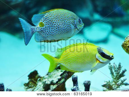 Masked Rabbitfish - Siganus Puellus And Golden Rabbitfish