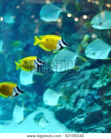 Several Foxface Fish