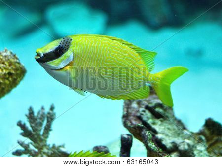 Masked Rabbitfish - Siganus Puellus
