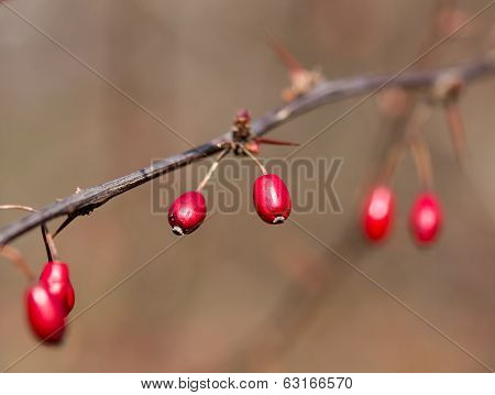 Red  Berries In The Sunlight