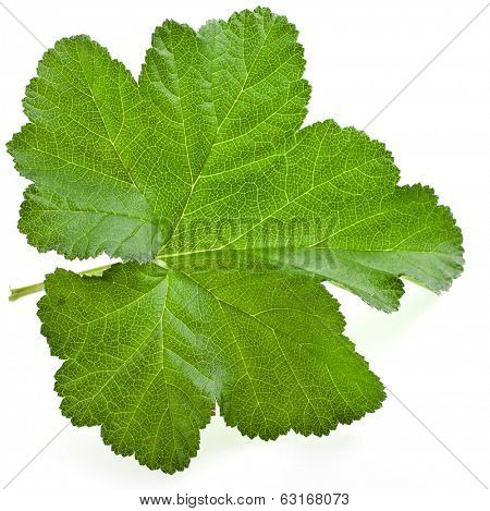 One single green leaf of cloudberry ( Rubus chamaemorus) plant bush isolated on white background