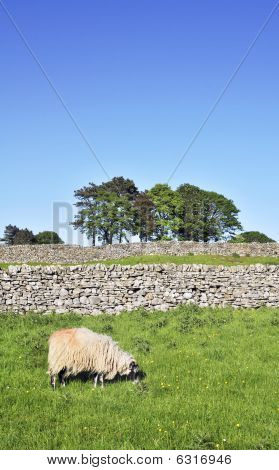 Grazing Sheep