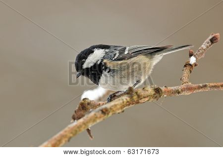 Coal tit
