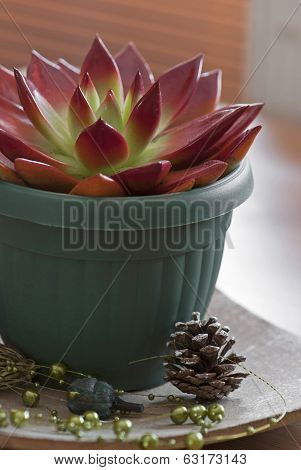 Red Succulent In A Pot