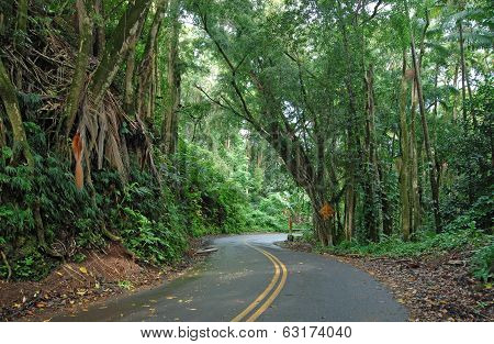 Lush Forest along the Road to Hana, Maui Hawaii