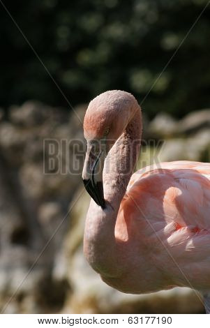 Chilean Flamingo - Phoenicopterus Chilensis