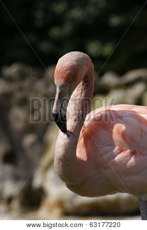 Chilean Flamingo - Phoenicopterus Chilensis