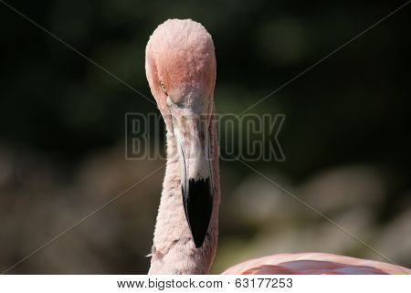 Chilean Flamingo - Phoenicopterus Chilensis