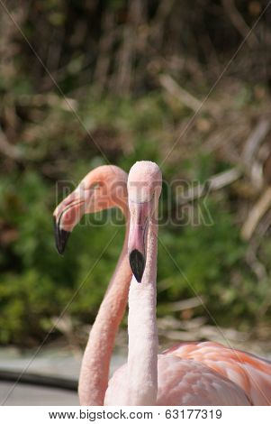Chilean Flamingo - Phoenicopterus Chilensis
