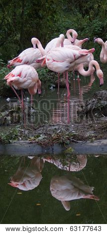 Greater Flamingo - Phoenicopterus Antiquorum