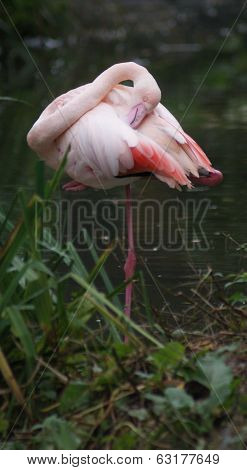 Greater Flamingo - Phoenicopterus Antiquorum