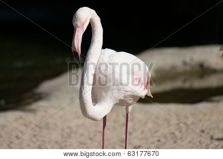 Greater Flamingo - Phoenicopterus Antiquorum