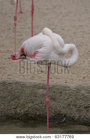 Greater Flamingo - Phoenicopterus Antiquorum