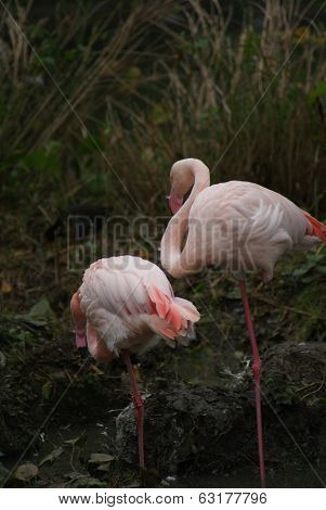 Greater Flamingo - Phoenicopterus Antiquorum