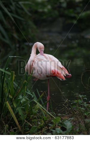 Greater Flamingo - Phoenicopterus Antiquorum