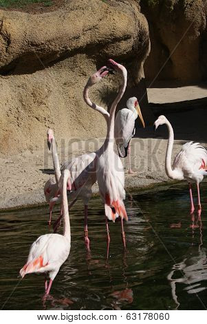 Fight Of The Greater Flamingo - Phoenicopterus Roseus