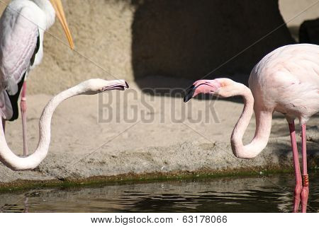 Fight Of The Greater Flamingo - Phoenicopterus Roseus