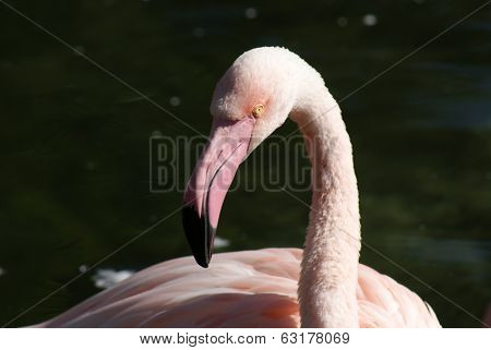 Greater Flamingo - Phoenicopterus Roseus